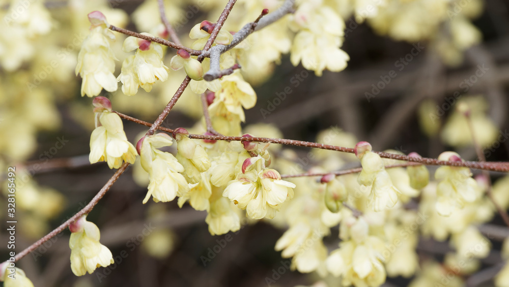 (Corylopsis pauciflora) Noisetier du Japon pauciflore . Bel arbuste ornemental à floraison jaune beurre pendantes sur branches dénudées (Corylopsis pauciflora) Noisetier du Japon pauciflore . Bel arbuste ornemental à floraison jaune beurre pendantes sur branches dénudées