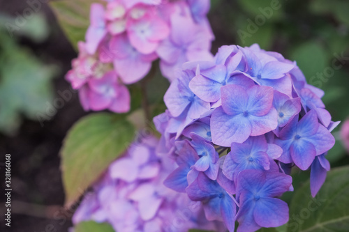 Many hydrangea flowers growing in the garden  floral background.Hydrangea is pink  blue  lilac  violet  flowers are blooming in spring and summer at sunset in park garden.many fresh blossom