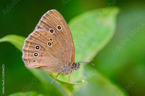 Pattern of seven large dots on wings of butterfly