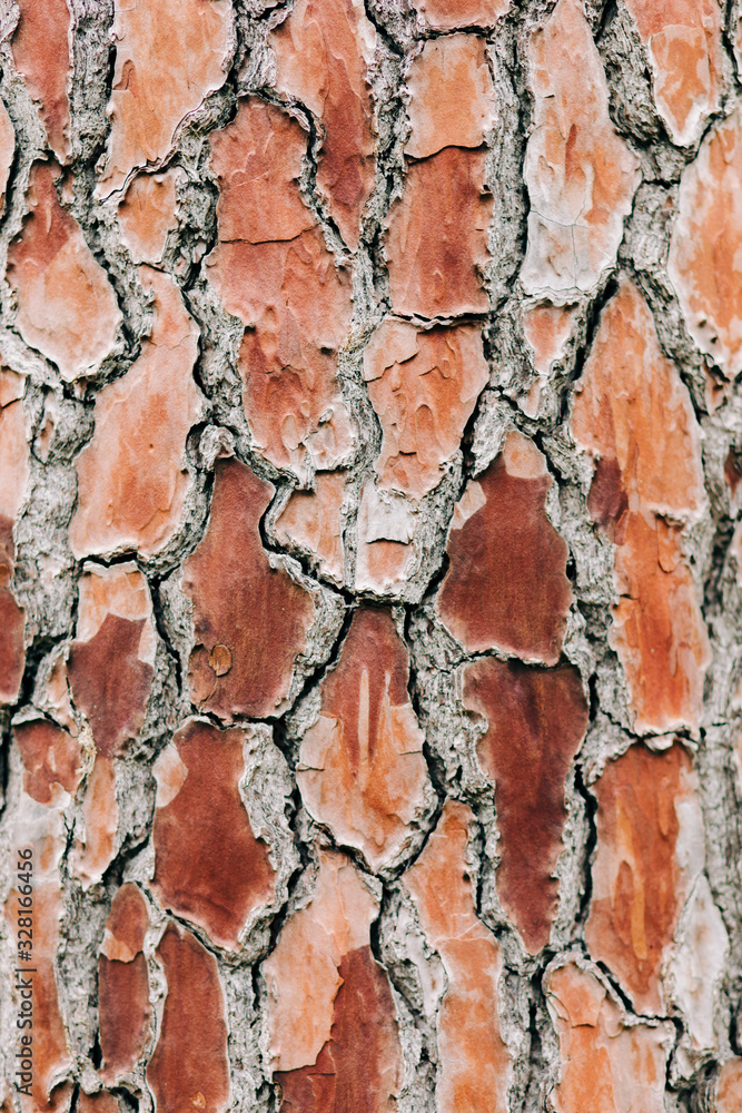 beautiful wooden background with a textured pattern of cedar bark beautiful wooden background with a textured pattern of cedar bark