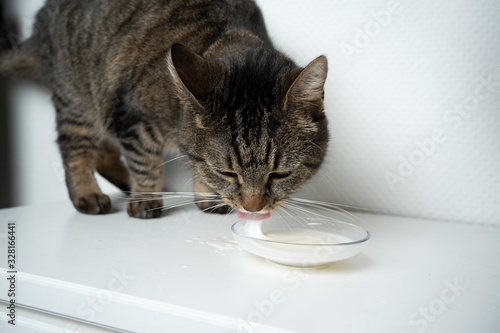tabby shorthair cat drinking milk from feeding dish on white background with copy space