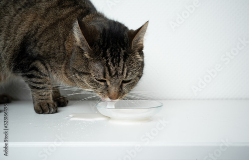tabby shorthair cat drinking milk from feeding dish on white background with copy space