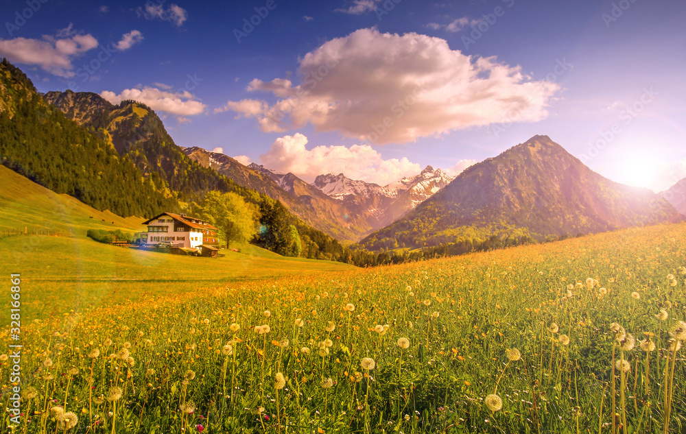 Flower meadow with snow covered mountains and traditional house in Sunset or Sunrise Backlit with lens flare. Bavaria, Alps, Allgau, Oberstdorf, Germany.