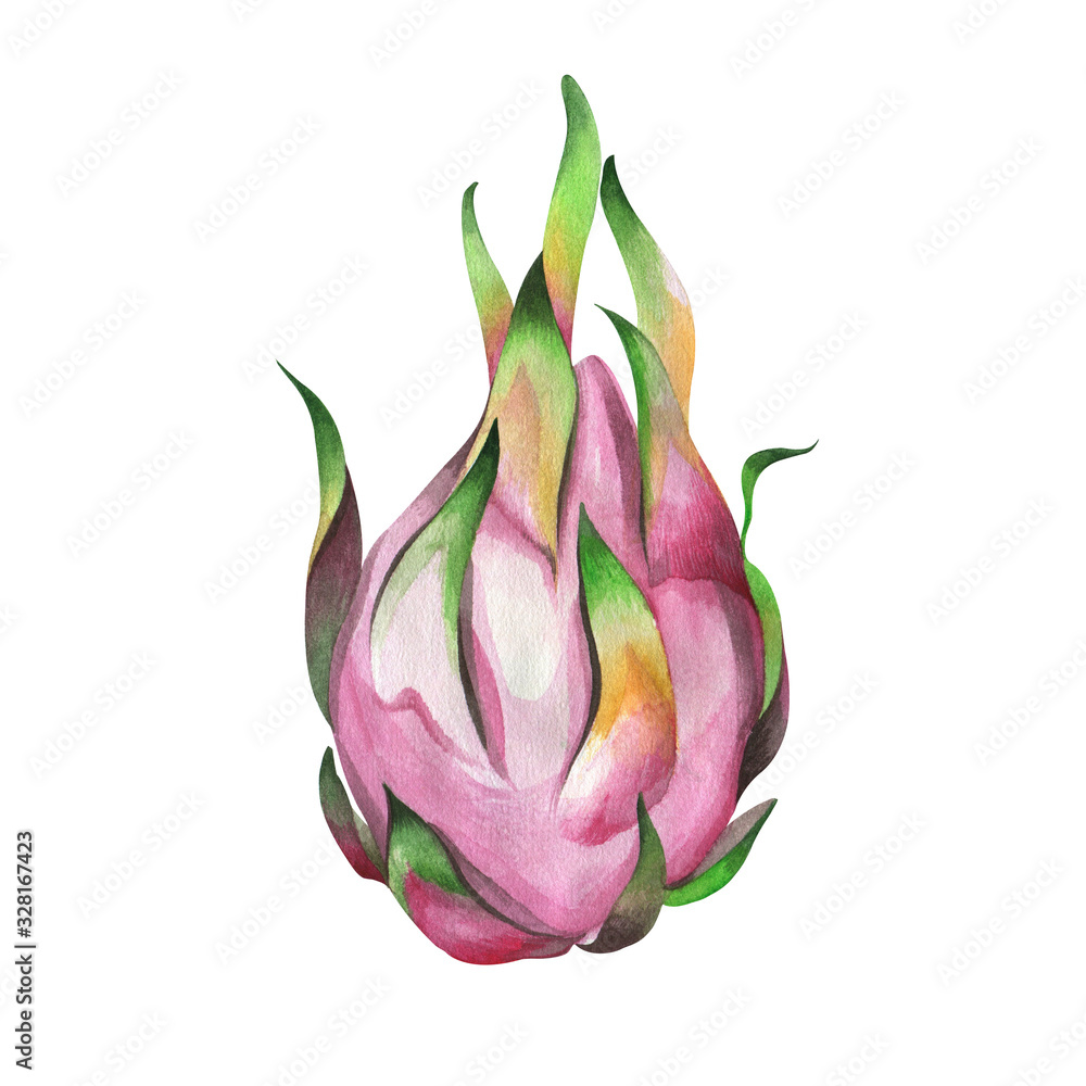 Exotic dragon fruit. Watercolor illustration. Exotic dragon fruit. Watercolor illustration.