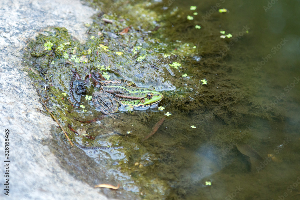 Green toad in the water is looking at me Green toad in the water is looking at me