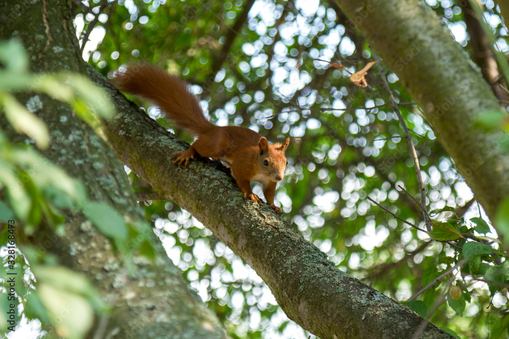 Red squirrel on a tree looks around
