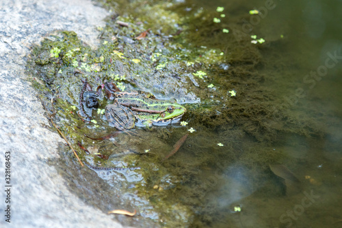 Green toad in the water is looking at me