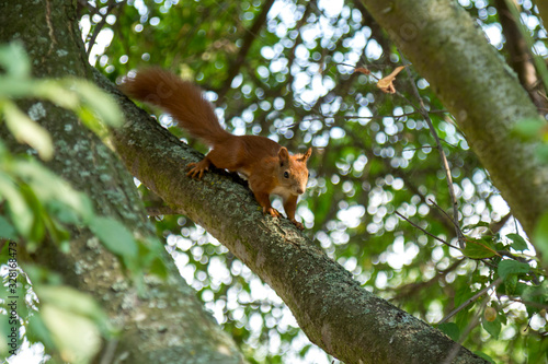 Red squirrel on a tree looks around © depresniak
