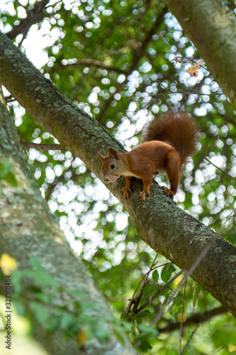 Red squirrel on a tree looks around