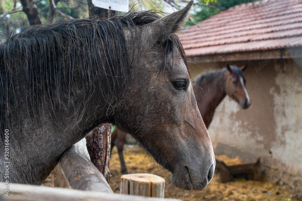 Fototapeta premium brown horses close-up