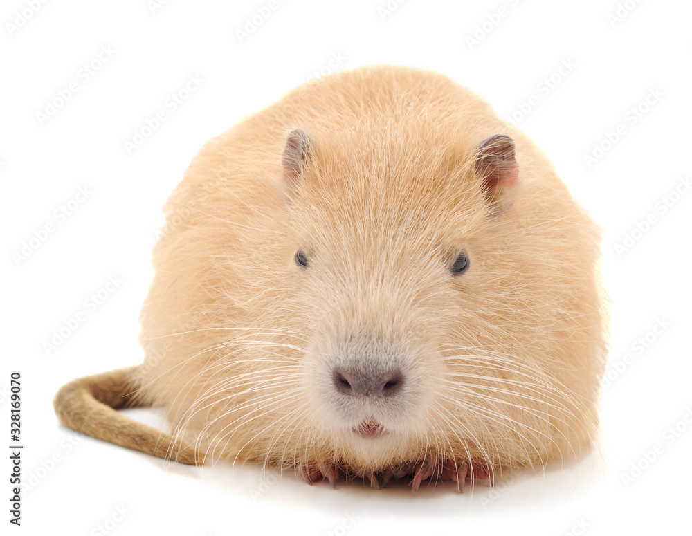 One white nutria. One white nutria.