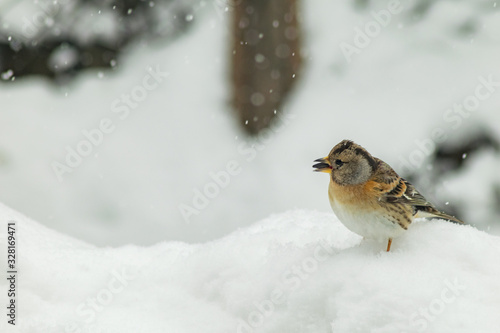 Finch bird winter in wildlife