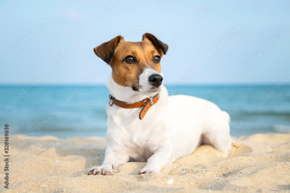 Portrait of dog breed Jack Russell sits on golden sand of sandy beach on background of blue sea and horizon. Bright sun shines in summer. Pet for walk. Family pet.