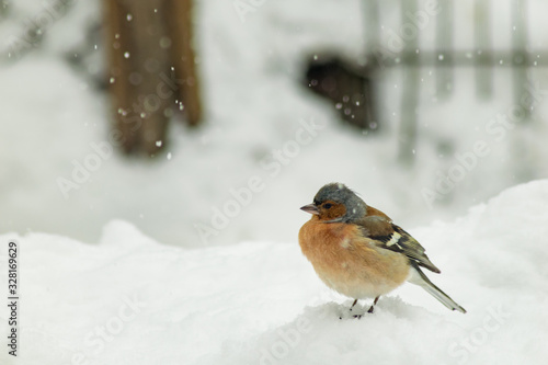 Finch bird winter in wildlife © Mihai