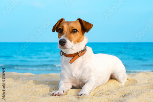 Portrait of dog breed Jack Russell sits on golden sand of sandy beach on background of blue sea and horizon. Bright sun shines in summer. Pet for walk. Family pet.