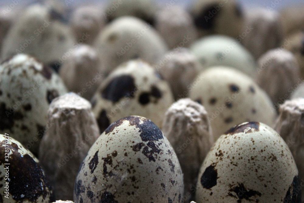 Obraz premium quail egg spot many diet background pattern