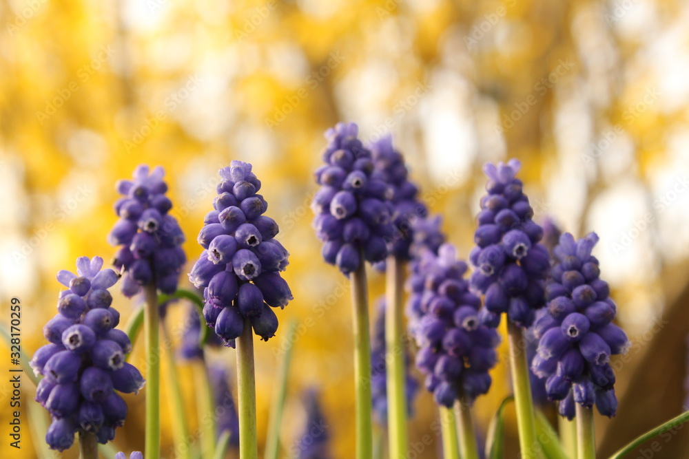 blue flowering grape hyacinths with a yellow and white background in the garden in springtime closeup blue flowering grape hyacinths with a yellow and white background in the garden in springtime closeup