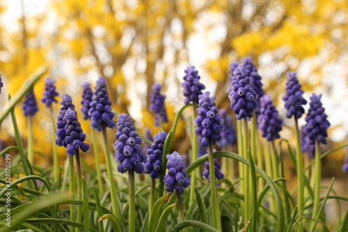 a group blue grape hyacinths in the garden and yellow forsythia flowers in the background in springtime
