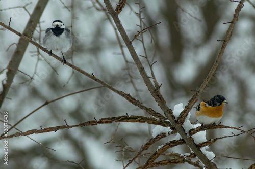 Wagtail bird and finch winter sitting together 