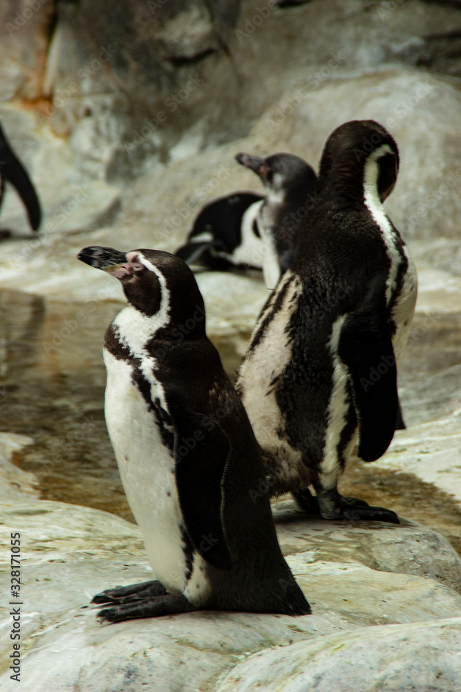 Obraz premium humboldt penguins stand by the water