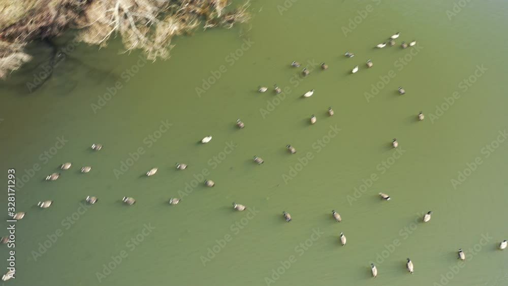 A top down shot directly over a flock of ducks and geese swimming in a green pond, on a sunny day. The sun is glistening on the water's surface and more birds fly by as the camera quickly pans left A top down shot directly over a flock of ducks and geese swimming in a green pond, on a sunny day. The sun is glistening on the water's surface and more birds fly by as the camera quickly pans left