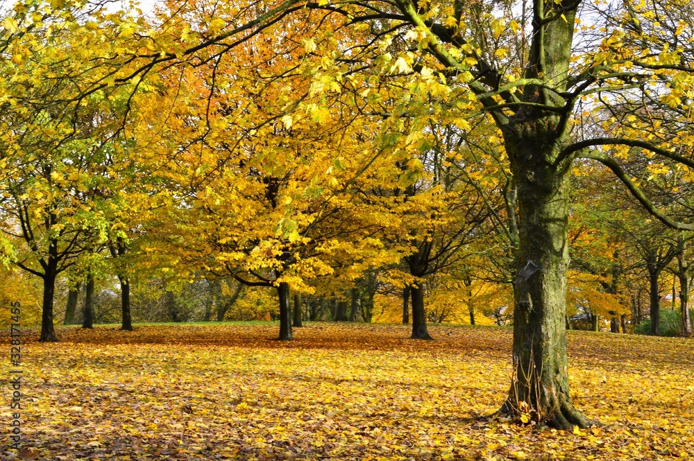 Autumn colour in the park.