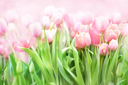 Spring blossoming tulips in garden, springtime pink flowers field background, pastel and soft floral card, selective focus, toned