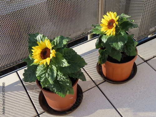 Two dwarf sunflowers