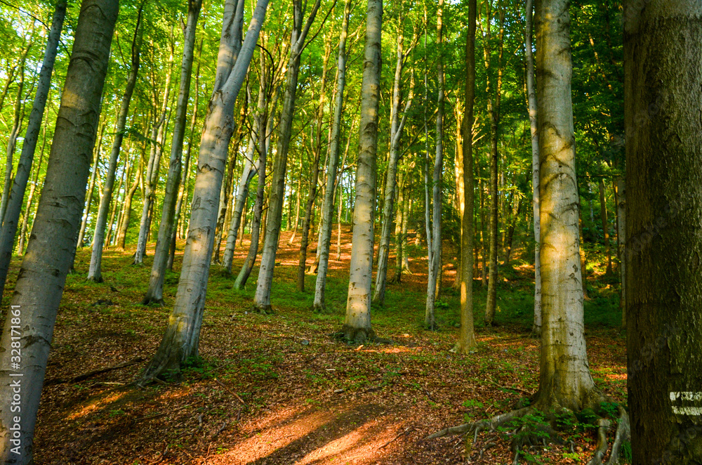 Obraz premium forest in autumn
