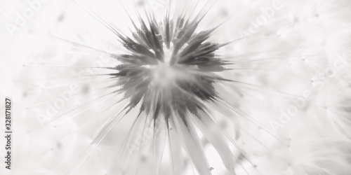 monochrome fluffy dandelion flower head with seeds close-up.