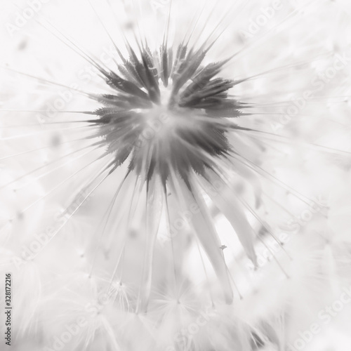 Fluffy dandelion flower bud with seeds. Mochrome