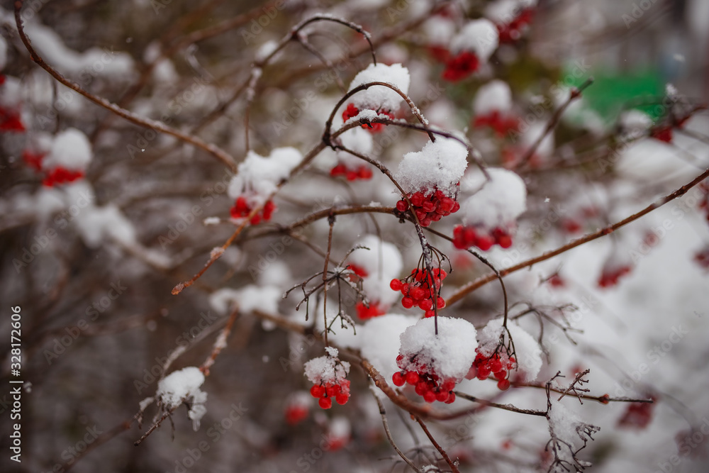 Viburnum berries in the snow in winter on the branches Viburnum berries in the snow in winter on the branches