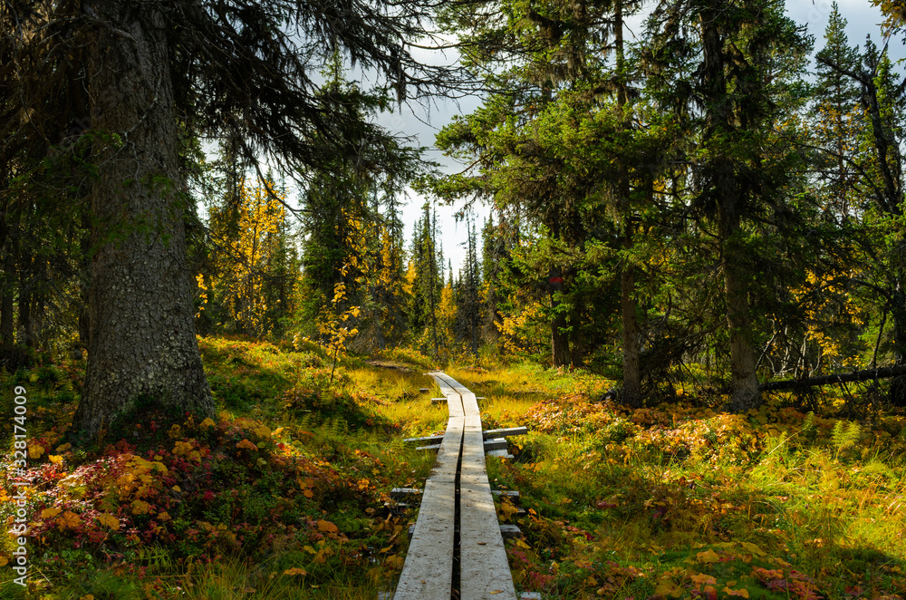 hiking path in swedish forest - obrazy, fototapety, plakaty 