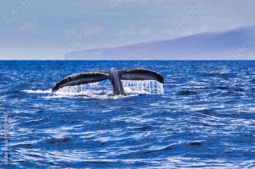 Giant humback whale fluke coming towards the viewer.