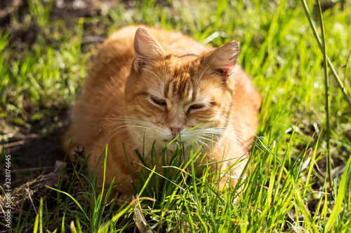 A beautiful ginger cat enjoys relaxing in the sun among green grass. Pet in spring