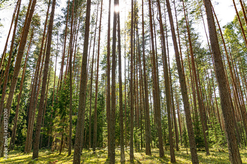 Pine forest on a Sunny day. Pskov region. Velikoluksky district.