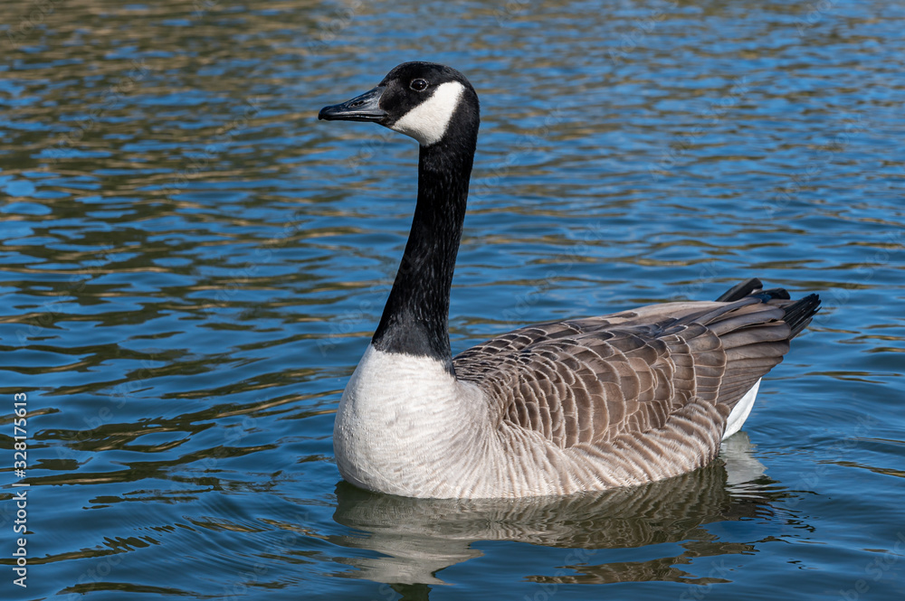 Canada goose, branta canadensis, on a still calm lake in winter