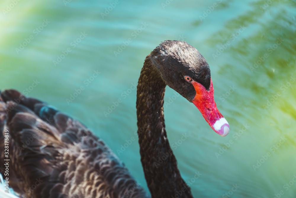 Obraz premium close up view of a Black swan float in the lake