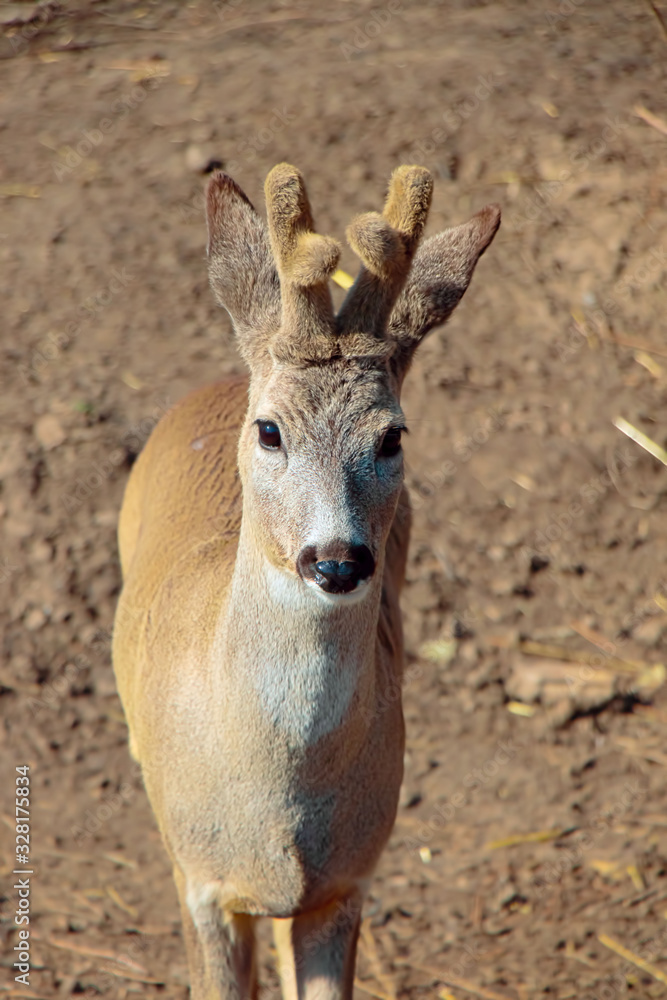 Young deer with small horns and fluffy wool. He stands and looks far away Young deer with small horns and fluffy wool. He stands and looks far away
