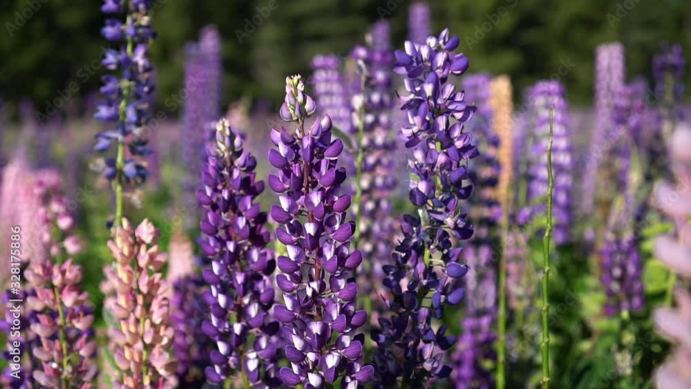 Close up wild purple lupin flowers in Zealand by Lake Tekapo Close up wild purple lupin flowers in Zealand by Lake Tekapo