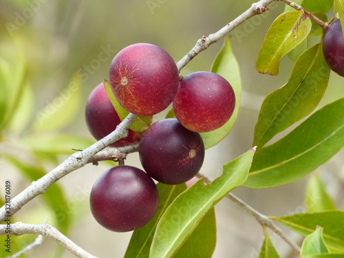 Vitamin C rich fruit, Camu camu fruit (Myrciaria dubia) Myrtaceae family on the tree, on the banks of the Rio Negro. Amazon, Brazil photo