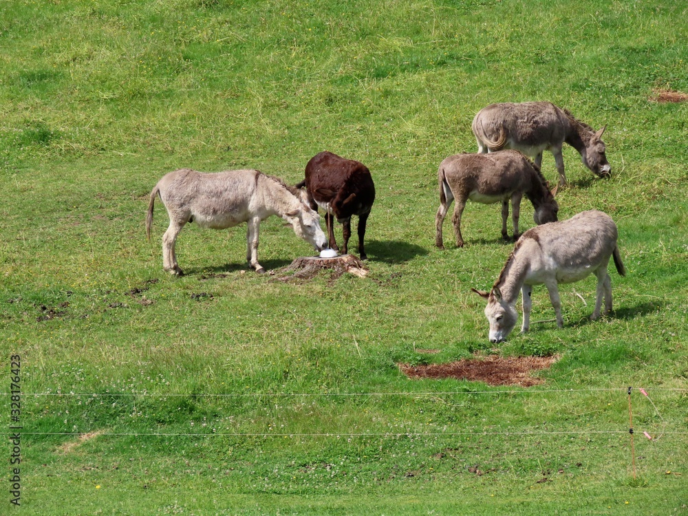 Obraz premium Donkeys in green pasture
