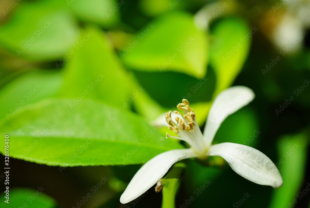 Fragrant white and yellow flower of a lemon tree Fragrant white and yellow flower of a lemon tree