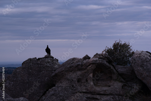 Black vulture, zopilote or black jote standing high in a rock