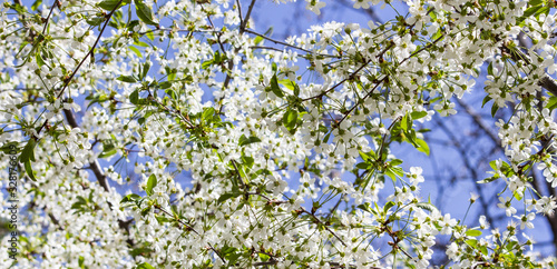 cherry flower in the garden on a sunny summer or spring day. Flower for postcard beauty decoration and agriculture concept design. Beautiful flower in the tropical garden. Colorful flower.Sakura photo