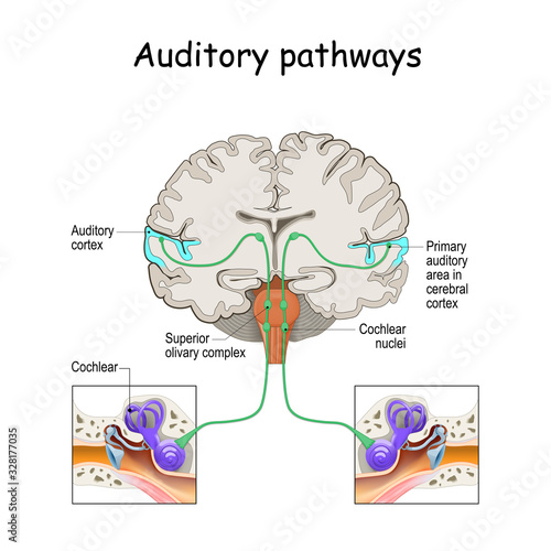 auditory pathways from cochlea in ear to cortex in brain. photo