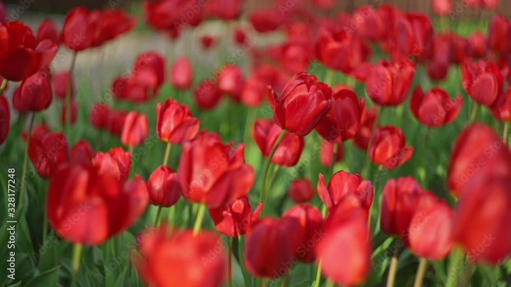 Red tulips swaying with the wind in a garden, beautiful flowers in spring 4k. Red tulips swaying with the wind in a garden, beautiful flowers in spring 4k.
