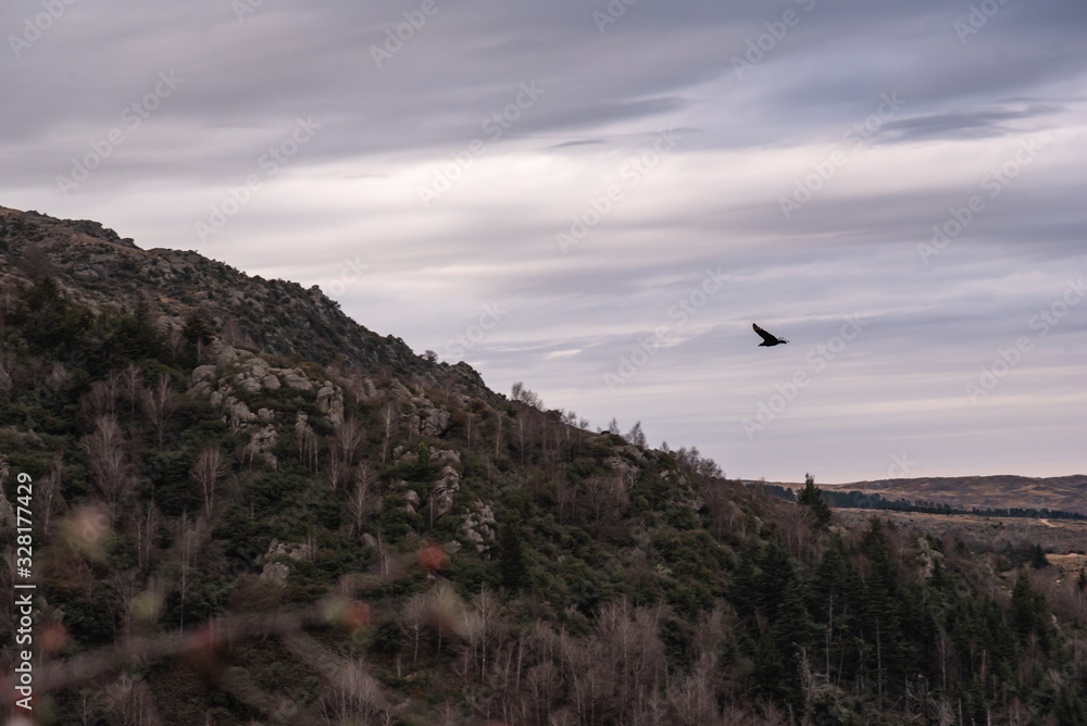 Fototapeta premium Black vulture, buzzard or black jote flying over a valley with a mountain range on the back
