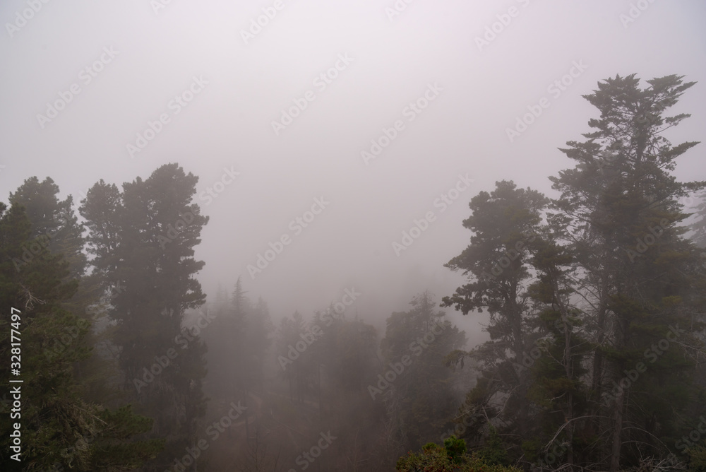 Fototapeta premium Valley with of trees covered by fog