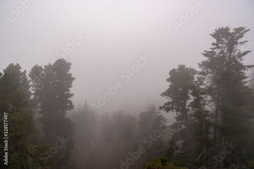 Valley with of trees covered by fog